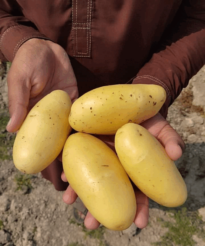 Fresh Patato