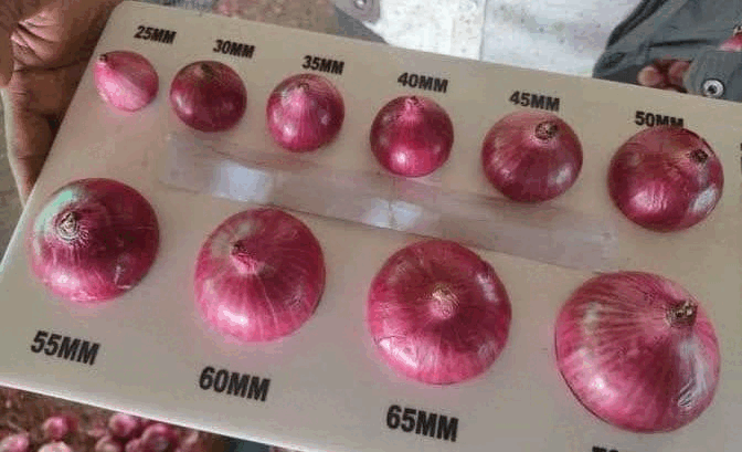 FERSH ONION