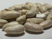 jackfriut seed