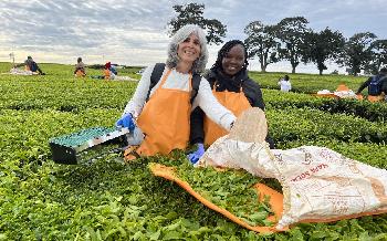 Lipton offloads tea estates in Kenya, Rwanda and Tanzania to Browns
