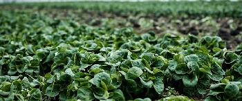 Opinion: Improving data for better traceability and more effective recalls