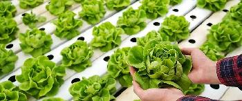 Research: Environmental case for vertical farming strengthens as study shows potential benefits for agriculture