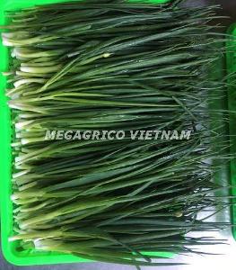 Frozen Green Onion