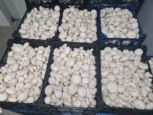 Fresh Mushrooms Oyster Mushrooms dried Fresh Mushrooms
