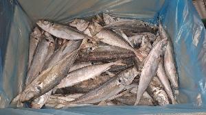 HORSE MACKEREL trachurus trachurus