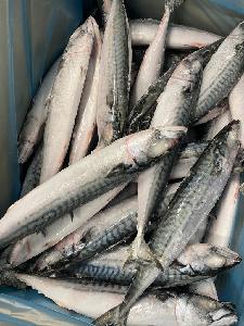 MACKEREL