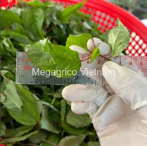 Frozen Jute Vegetables