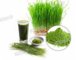 Plant extract Fruit powder barley seedling juice powder