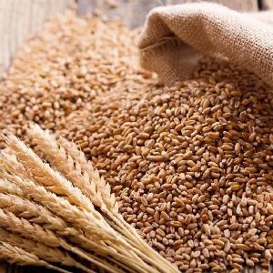 Wheat