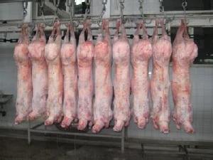 Frozen Sheep