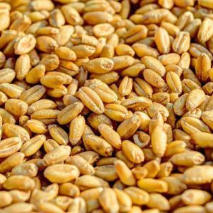 Durum Wheat