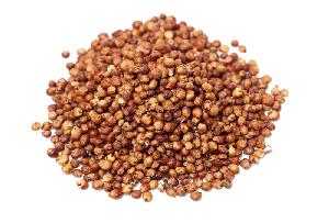 Sorghum Grains