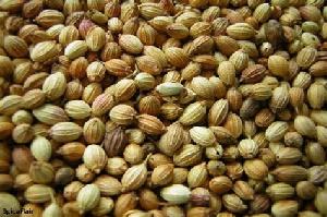 coriander seeds