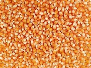 Popcorn kernels