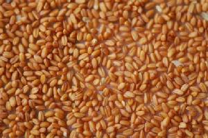 Camelina seeds