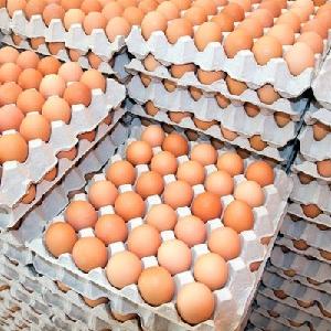 Fresh Chicken Table Eggs Brown and White Shell Chicken Eggs for sell