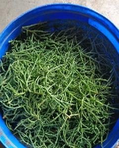 Salicornia/samphire/seabeans/glaswort fresh