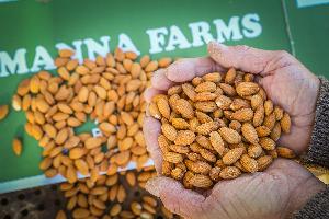 Organic Almonds Raw