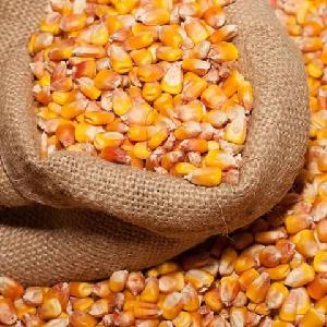 Yellow Dried Corn and white corn 800 tons in 50kg bags