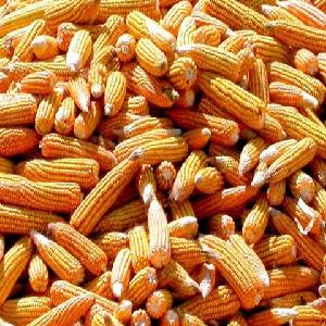 Dried Yellow Corn, Popcorn, White Corn Maize