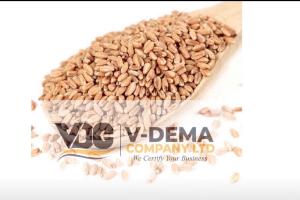 Wheat Grains