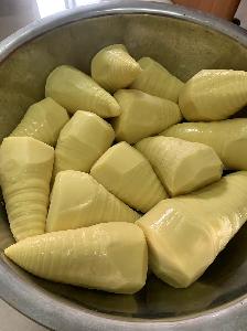 Canned Bamboo Shoots Whole in 18L