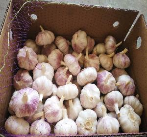 Fresh Crop Premium Grade Normal White Garlics
