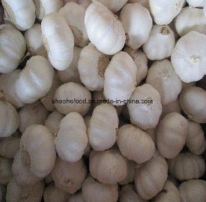 Fresh Crop Premium Grade Pure White Garlics