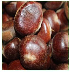 Fresh Crop A Grade Fresh Chestnuts