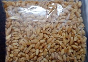 soft milling wheat grains for exports