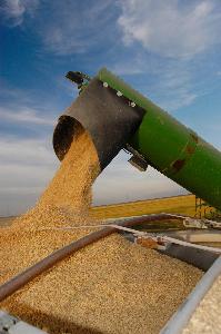 Yellow Corn / Maize NON GMO animals feed