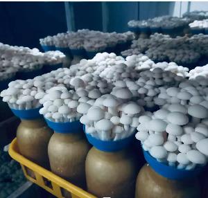 White Shimeji Mushroom