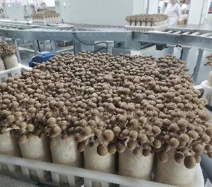 Brown Shimeji Mushroom