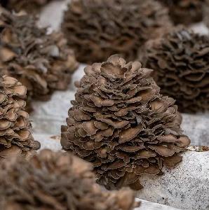 Maitake Mushroom