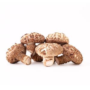 Shiitake Mushroom