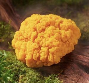 Golden Ear Mushroom
