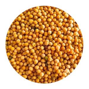 MUSTARD SEEDS
