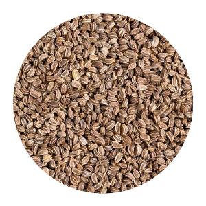  CELERY   SEEDS 