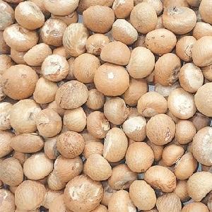 High Quality Dried Betel Nuts Dried Areca Nuts for Wholesales