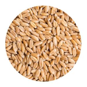 SPELT GRAIN