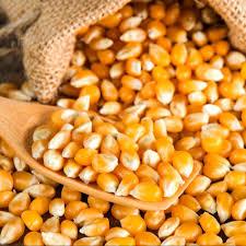 Yellow Corn Animal Feed