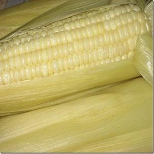 Frozen Waxy-Corn steamed with Husk 3pcs/bag 750g-850g
