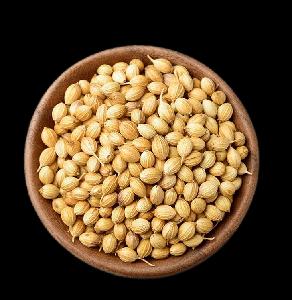 Coriander