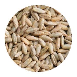 WHOLE RYE