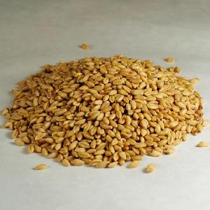 Wheat grain