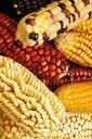 maize seed