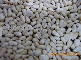  Safflower   Seed s