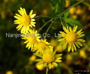  chrysanthemum   extract 