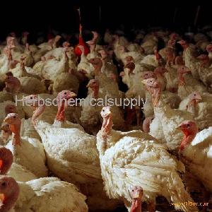 Hen turkeys