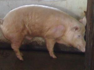 PIGS